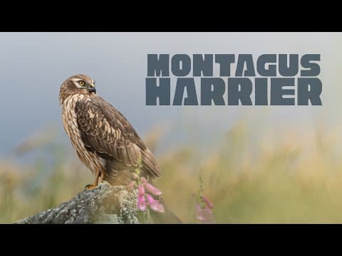 Video thumbnail for Montagu's Harrier