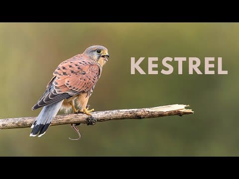 Video thumbnail for Kestrel