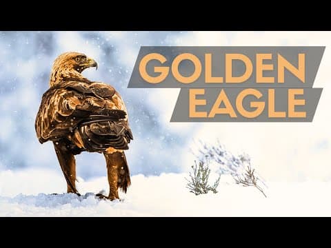 Video thumbnail for Golden Eagle